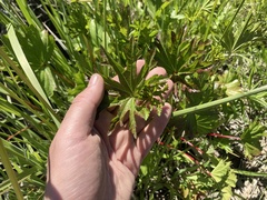 Sidalcea hendersonii