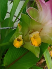 Curcuma zedoaria