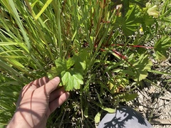 Sidalcea hendersonii
