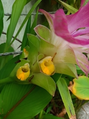 Curcuma zedoaria