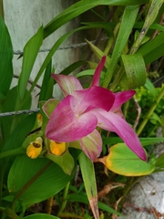 Curcuma zedoaria