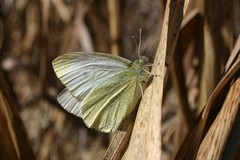 Pieris rapae