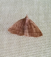 Zanclognatha obscuripennis