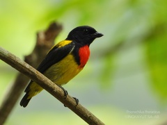 Scarlet-Breasted Flowerpecker photo 3