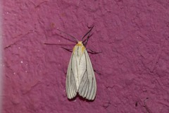 Spilosoma pelopea
