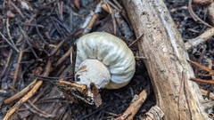 Pholiota nubigena
