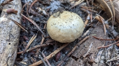 Pholiota nubigena