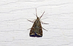 Loxostege sticticalis