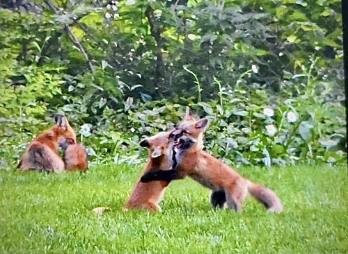 Red Fox photographed in Nebraska