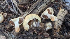 Pholiota nubigena