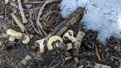 Pholiota nubigena