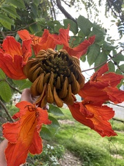 Spathodea campanulata