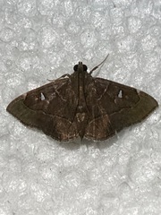 Lamprosema dorisalis