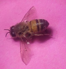 Apis mellifera