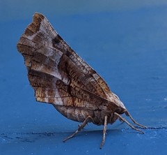 Selenia alciphearia