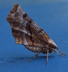 Selenia alciphearia
