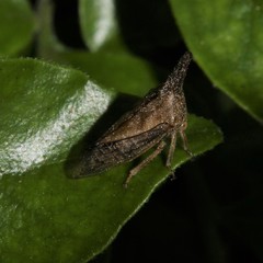 Aconophora