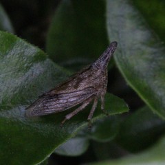 Aconophora