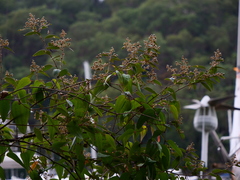 Smilax glyciphylla