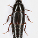 Tachinus - Photo (c) Chris Moody, some rights reserved (CC BY-NC)