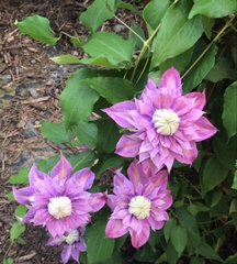 Clematis florida