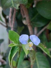 Commelina