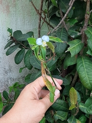 Commelina