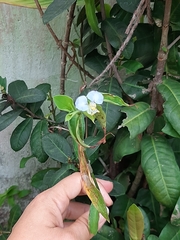 Commelina