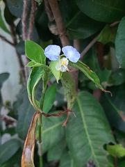 Commelina
