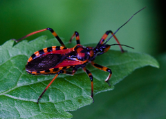 Rhynocoris rubricus