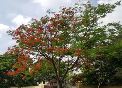 Delonix regia