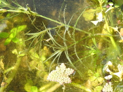 Najas tenuifolia