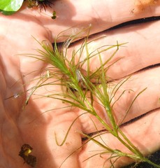 Najas tenuifolia