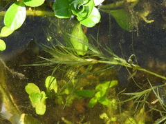 Najas tenuifolia