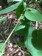 Matelea carolinensis