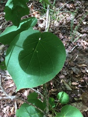 Matelea carolinensis