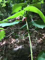 Matelea carolinensis