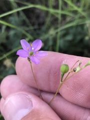 Phemeranthus parviflorus