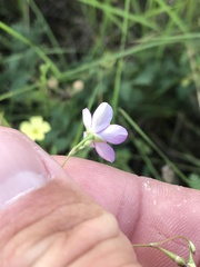 Phemeranthus parviflorus