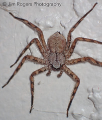 Selenops submaculosus