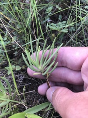 Phemeranthus parviflorus