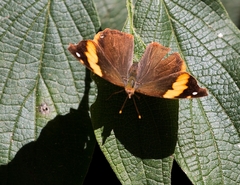 Epiphile orea negrina