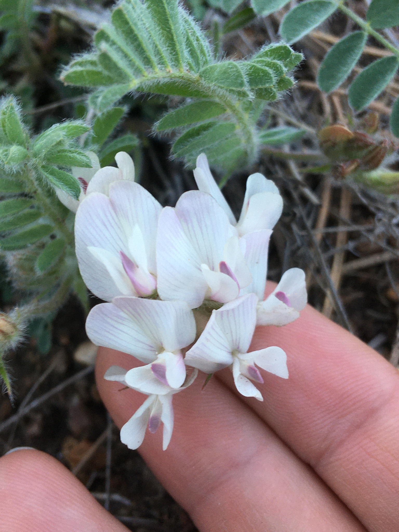 Astragalus parryi