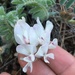 Astragalus parryi - Photo (c) thecaiman1, alguns direitos reservados (CC BY-NC), uploaded by thecaiman1