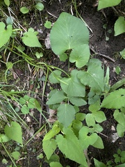 Thaspium trifoliatum aureum