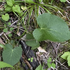 Thaspium trifoliatum aureum