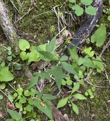 Thaspium trifoliatum aureum