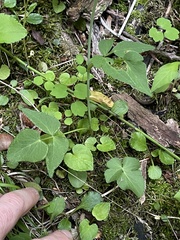 Thaspium trifoliatum aureum