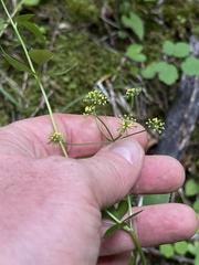 Thaspium trifoliatum aureum
