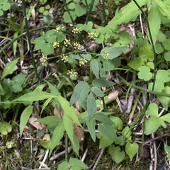 Thaspium trifoliatum aureum